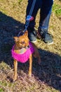 Small Light Brown Chihuahua at the Annual Roanoke Valley SPCA 5K Tail Chaser